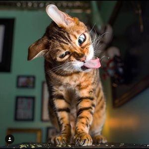 Meet your Posher, Tyler